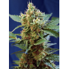 Cream Mandarine XL Auto